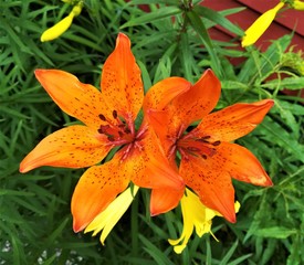 Fototapeta premium orange tiger lily 