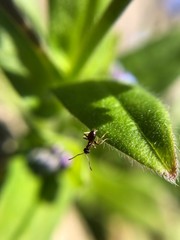 Ant on lead 
