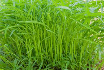 Convolvulaceae, Ipomoea aquatica Forsk, Chinese morning glory 