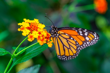 Monarch, Danaus plexippus is a milkweed butterfly (subfamily Danainae) in the family Nymphalidae butterfly in nature habitat.