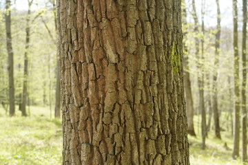 Beautiful forest in Spring 2020