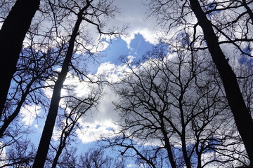 Beautiful forest in Spring 2020