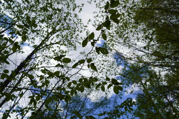 Beautiful forest in Spring 2020
