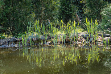 Blooming sedge Carex nigra (Carex melanostachya) Black or regular sedge on banks of pond. Huge boulders along shore. Evergreen landscaped garden. Reflection of evergreens in  water. Spring design.