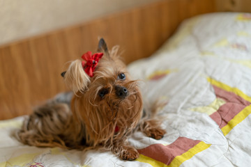 Yorkshire Terrier is on the bed