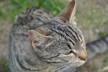 Obraz premium Random cats outside 