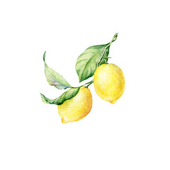 Brunch of Two fresh yellow Lemons. Watercolor botanical illustration