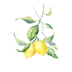 Hand drawn watercolor botanical illustration of Lemons.