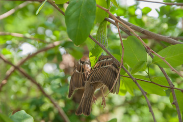 A snake eating a bird