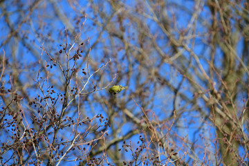 Flock of  pine siskin sitting and eating fruits and seeds on the tree 
