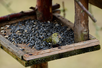 Portrait of pine siskin watching and eating on the feeder rack with sunflowers in winter 