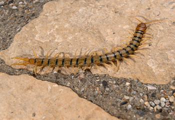 Megarian banded centipede (Scolopendra cingulata) on rock.
