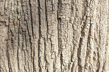 Tree bark close-up. Old bark with cracks. Brown natural wood background. Selective focus image. Copy space. Place for text.
