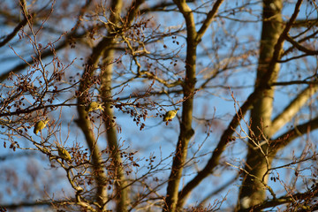 Flock of  pine siskin sitting and eating fruits and seeds on the tree 