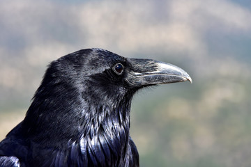 Portrait of a Raven