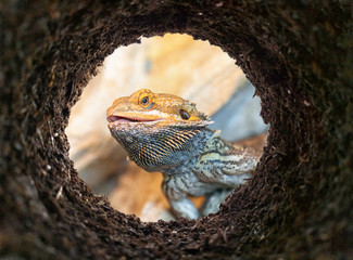 Agama Pogona peeking into a dirt hole in the ground, view from underground.