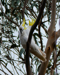 Sulphur-crested cockatoo in Kakadu National Park, Australia © Alice