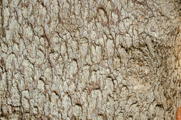 Tree bark close-up. Old bark with cracks. Brown natural wood background. Selective focus image. Copy space. Place for text.
