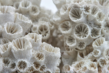 coral skeleton closeup texture structure macro on white background