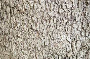 Tree bark close-up. Old bark with cracks. Brown natural wood background. Selective focus image. Copy space. Place for text.
