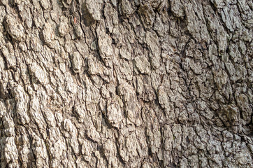 Tree bark close-up. Old bark with cracks. Brown natural wood background. Selective focus image. Copy space. Place for text.
