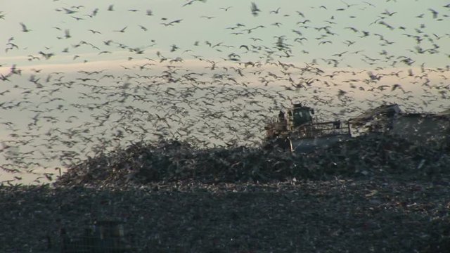Seagulls scavenge on a tip in England trash dump 