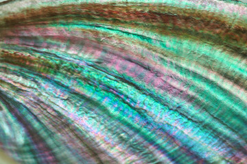 seashell perl rainbow texture macro closeup background