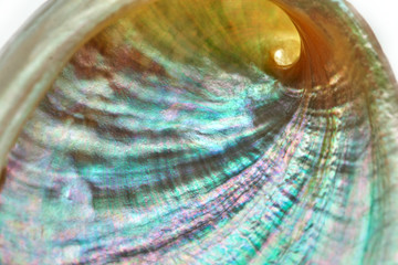 seashell perl rainbow texture macro closeup background