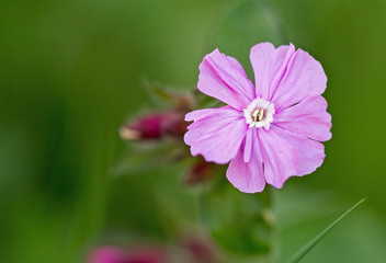 Single Red Wild Campion flower (Silene dioica) with a natural bright green out of focus background. It has five pinky purple petals and is a wild flower
