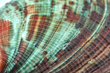 seashell perl rainbow texture macro closeup background