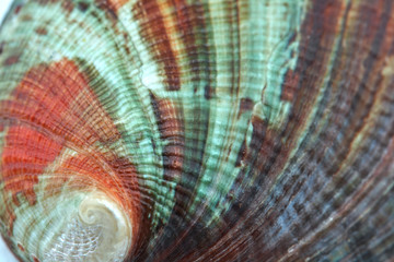 seashell perl rainbow texture macro closeup background