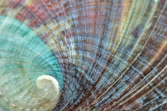 seashell perl rainbow texture macro closeup background