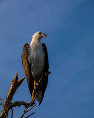 eagle , Kakadu National Park, Australia