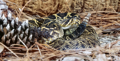 Northern Pacific rattlesnake