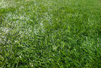 Green artificial grass background