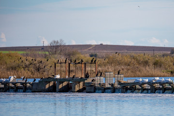 Several pelicans and cormorants are resting on dike on Lake Vistonida, Porto Lagos, Xanthi region...