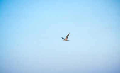 seagulls on the beach. boats on the sea