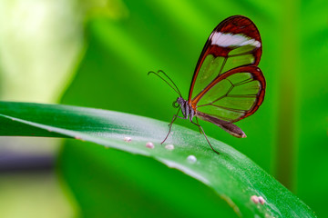 Closeup   beautiful  glasswing Butterfly (Greta oto) in a summer garden.