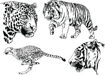 set of vector drawings on the theme of predators tigers are drawn by hand with ink tattoo logos