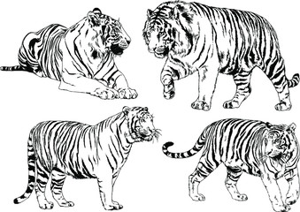 set of vector drawings on the theme of predators tigers are drawn by hand with ink tattoo logos