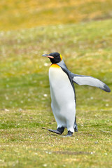 King Penguin Out For a Walk on the Falkland Islands