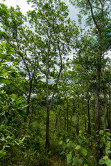 green forest in the morning