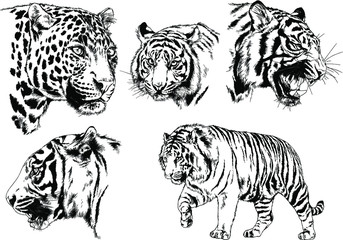 set of vector drawings on the theme of predators tigers are drawn by hand with ink tattoo logos