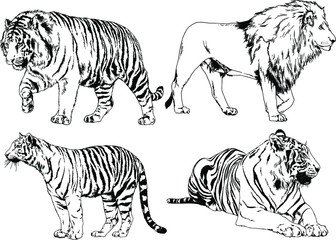 set of vector drawings on the theme of predators tigers are drawn by hand with ink tattoo logos