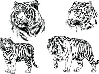 set of vector drawings on the theme of predators tigers are drawn by hand with ink tattoo logos