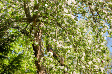Fototapeta na wymiar Closeup of a beautfiul flowering apple tree with bright white blossoms in a green garden against clear blue sky. Seen in Bavaria in Germany in April.