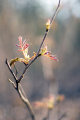 blooming spring flowers on a tree