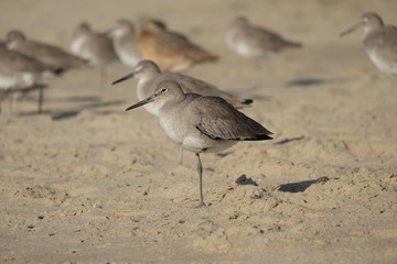 Birds on the beach. Beach birds of California.