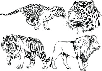 set of vector drawings on the theme of predators tigers are drawn by hand with ink tattoo logos