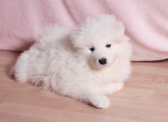 Cute white Samoyed or Bjelkier puppy lying on the floor, in the ligh pastel color interior at home looking to the camera